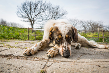 a big dog is lying, playing and having fun outside. a black and white dog lives in the yard.
