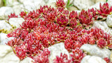 Fototapeta Storczyk - kwiaty ogrodowe