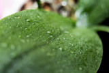 Fototapeta Tęcza - drops of water on large green leaves