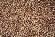 Brown Lentils. Background Texture Of Grains Of Brown Lentils. Top View Of Lentil Grains. Close-up, Vertical, Top View. Concept Of Healthy Eating And Agriculture.