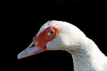Portrait Of A White Duck In Profile On A Black Background