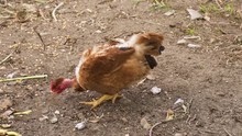 Brown And Black Naked Neck Chicken  Eating Corn Seeds On The Ground - Low-angle Shot