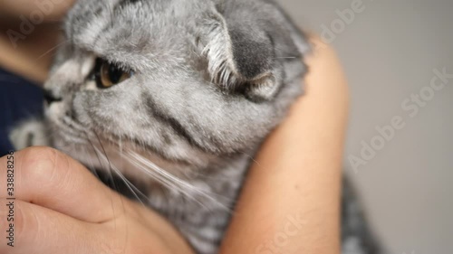 Fotografía family cat, favorite of children