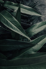  Dark and moody green leaves background