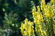 Yellow flower spikes of a Verbascum olympicum plant