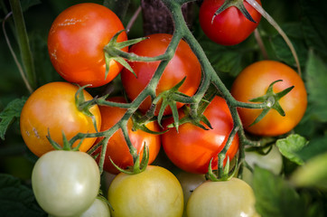 green and red cherry fruits