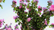 Purple and pink flowers, green leafs, on blue sky