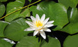 White lily flower and green leaves on water 