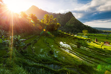 Green Paddy Fields And Mountain. Famous Rice Terraces In Bali, Indonesia