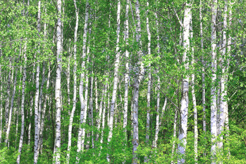  Young birch with black and white birch bark in spring in birch grove against the background of other birches