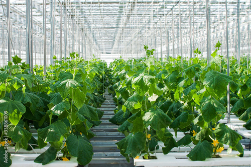 Cucumber plants growing inside a modern greenhouse Tableau sur Toile