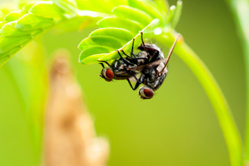 Macro fly is breeding on a leaves, Soft and blur style