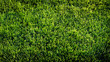 Zielona trawa rosnąca na łące.