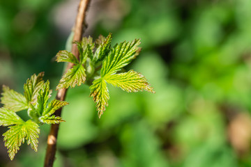 Raspberry Leaves Sprouting in Springtime