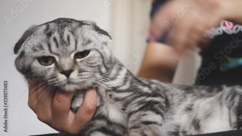 Cuadros en Lienzo family cat, favorite of children