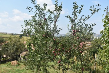 Tree with red biologic apples in the garden.