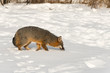 © geoffkuchera - Grey Fox (Urocyon cinereoargenteus) Sniffs Through Snow to Right Winter