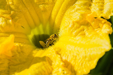 Bee covered in pollen climbing out of yellow pumpkin blossom.