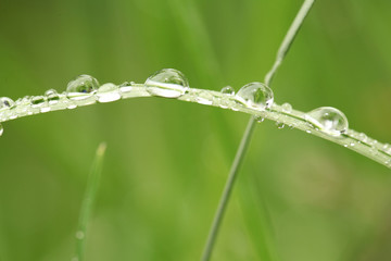 Canvas Print - Gouttes de rosée sur un brin d'herbe	