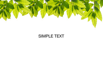 Wall Mural - Natural green leaves on white background with copy space for banner and your text. ecology background concept.