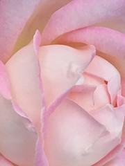  Wallpaper of blooming baby pink velvety rose flower 
