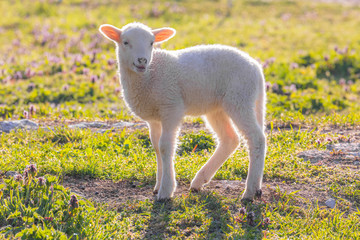 Young cute lamb on fresh spring meadow