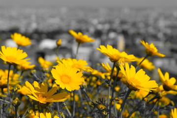 field, flowers, sunflower, flower, yellow, nature, sky, summer, green, spring, agriculture, landscape, sunflowers, blue, farm, meadow, plant, sun, daffodil, narcissus, rural, sunny, season, grass, blo