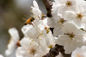 Bees never tire of collecting pollen from cherry blossoms.