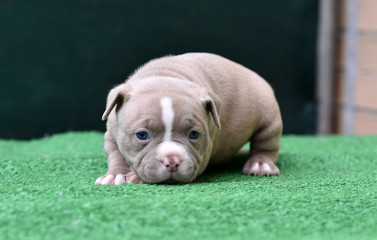  a little american bully dog 