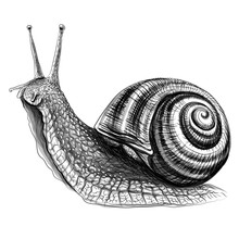 Snail. Sketch, Drawn, Graphic Portrait Of A Grape Snail On A White Background.