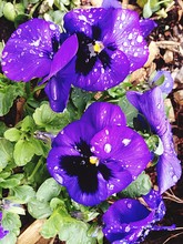 Close Up View Of Purple Pansies