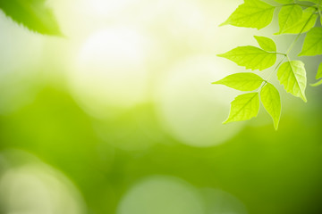 Close up of beautiful nature view green leaf on blurred greenery background under sunlight with bokeh and copy space using as background natural plants landscape, ecology wallpaper concept.