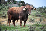 Fototapeta Krajobraz - toro bravo español en el campo