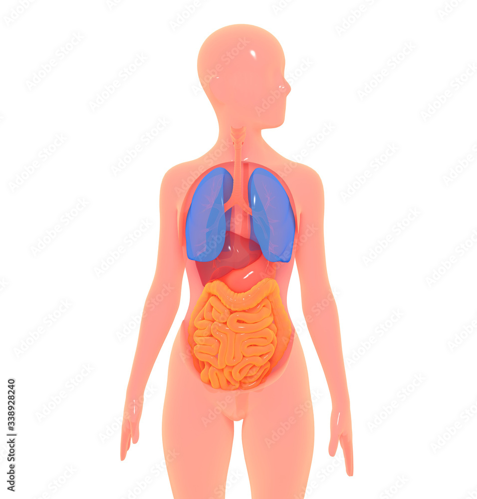 Illustration 3d Internal Organs Manikin Anatomy Human Body Section Emptying Hollow Image Anatomical Simplified Graphic Form Isolated White Background Crystal Transparent Intestine Stock Gamesageddon