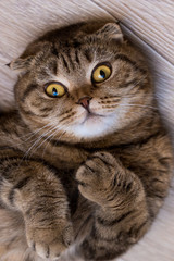 Wall Mural - Scottish Fold cat looking at camera while rolling on the floor at home