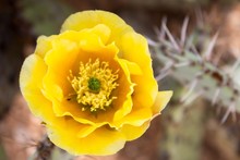 Close-up Of Yellow Prickly Pear Cactus