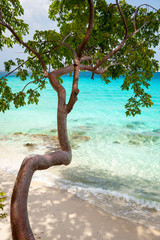 Wall Mural - tropical turpentine (bursera simaruba) tree curving over bright caribbean beach scene in the virgin 