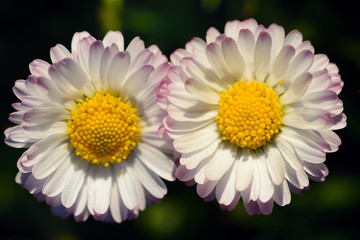 Close-up of two white little daisies with yellow pollen standing side by side