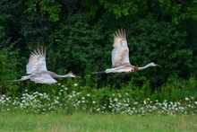 Sandhill Cranes Flying By Trees In Backyard