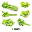 Celery stalk isolated. Celery sticks on white. Green celery with leaves. Celery set on white background.