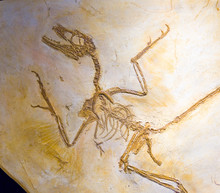 Microraptor Gui Fossil, Early Cretaceous.