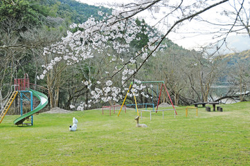 桜　鹿児島県出水市