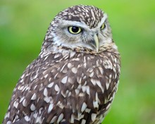 Portrait Of Burrowing Owl
