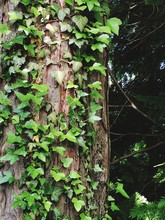 Creeper Plant Growing On Tree Trunk