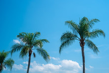 Palm Trees On A Blue Sky