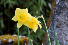 Two Daffodils 21
