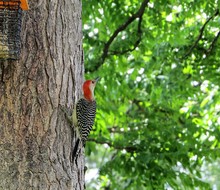 Red-bellied Woodpecker On Tree