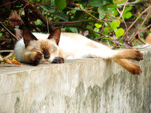 An Adorable Sleepy Lazy Stray Cat Basking On A Wall.
