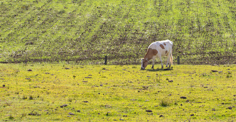 Wall Mural - Vaca pastando no campo verde