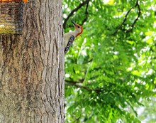 Red-bellied Woodpecker On Tree